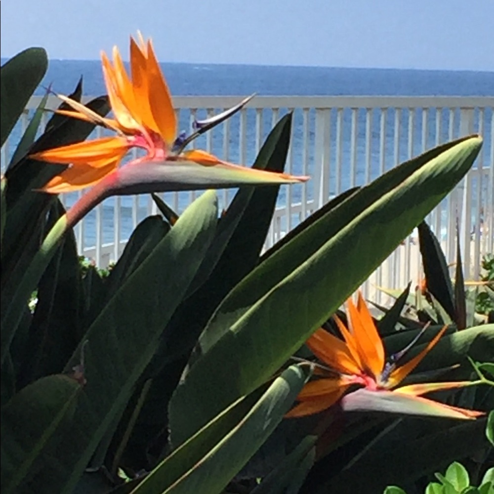 Meet your Posher, Madelaine